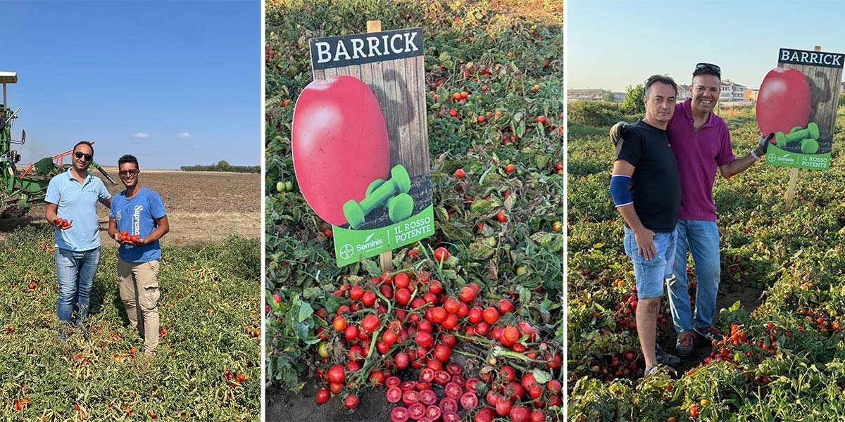 Barrick: il pomodoro da industria Seminis conquista anche il Sud Italia